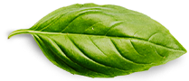 Basil leaf